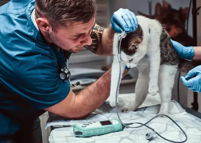 albania dmc charity animals